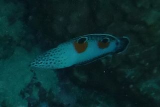 Coris aygula - Spiegelfleck-Junker (Clown-Lippfisch, Spiegelfleck-Lippfisch)